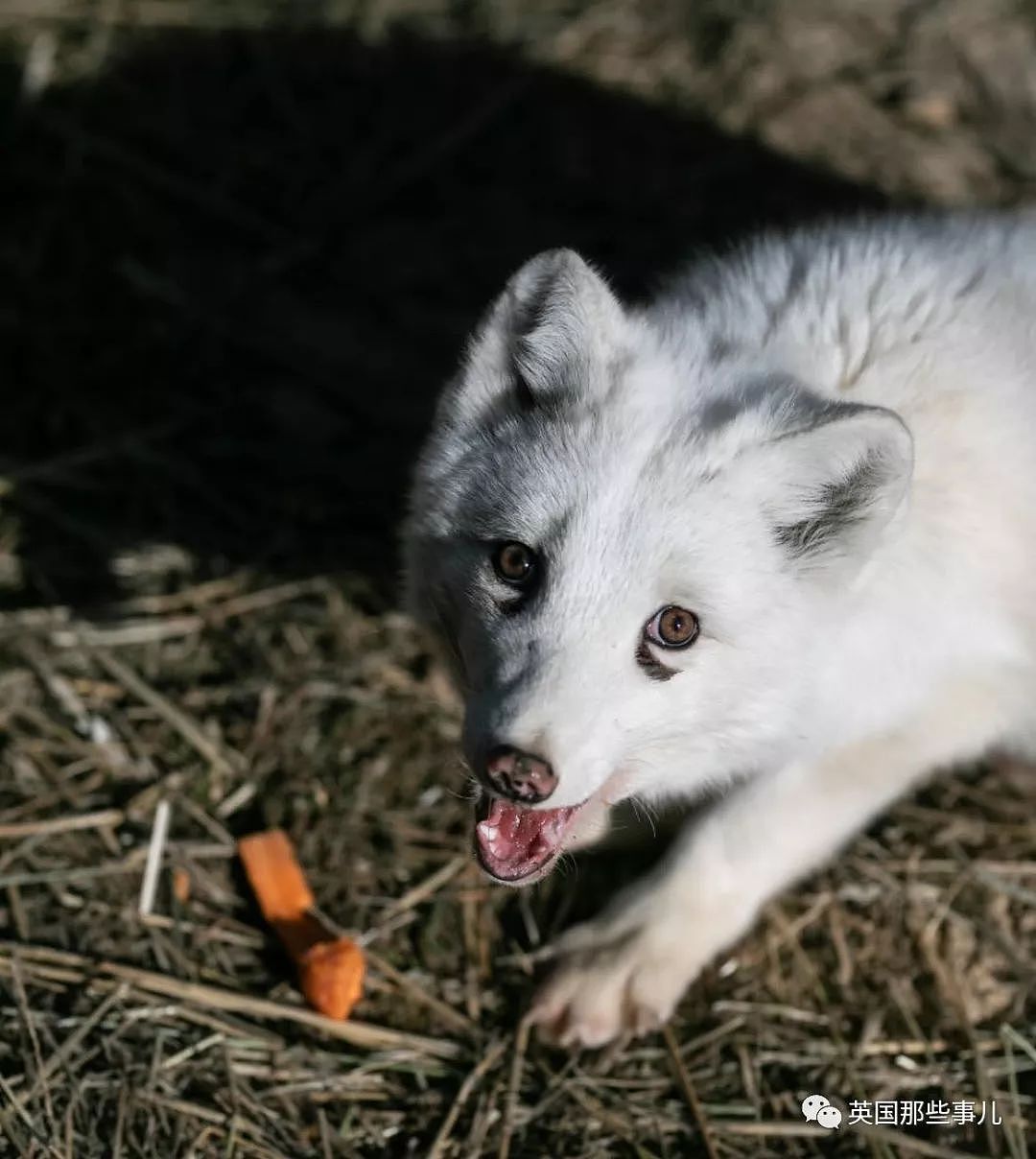 一只差点被做成皮草大衣的北极狐，如今白白胖胖过上了圣诞节！（组图） - 13