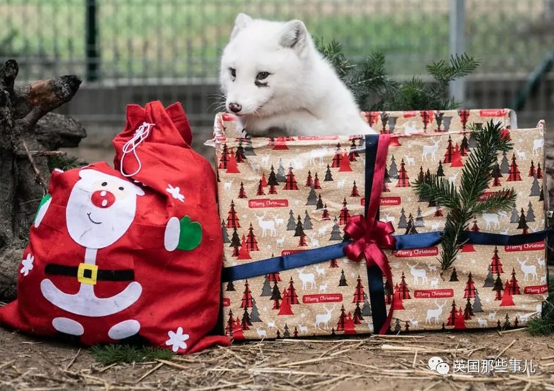 一只差点被做成皮草大衣的北极狐，如今白白胖胖过上了圣诞节！（组图） - 20