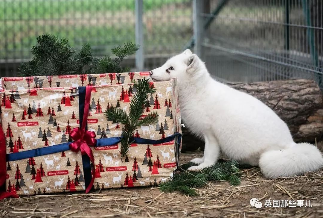 一只差点被做成皮草大衣的北极狐，如今白白胖胖过上了圣诞节！（组图） - 21