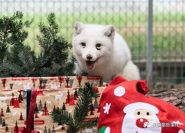 一只差点被做成皮草大衣的北极狐，如今白白胖胖过上了圣诞节！（组图） - 43