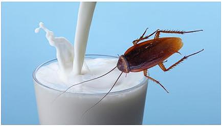 外媒说蟑螂奶成食物新品种，连“最敢吃”的广东网友都说受不了
