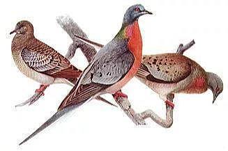 1900年3月22日，一个美国男孩打下了一只鸟，宣告一个物种的灭绝