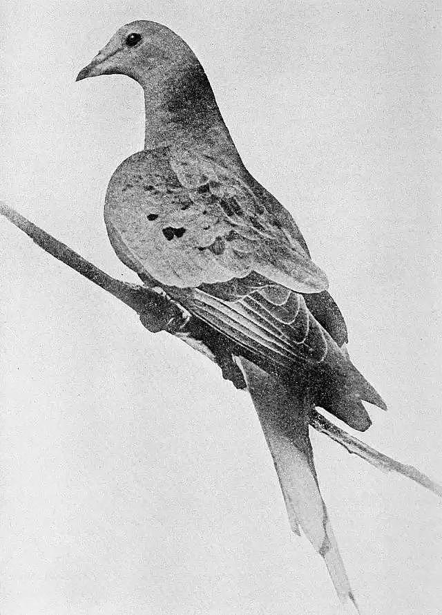 1900年3月22日，一个美国男孩打下了一只鸟，宣告一个物种的灭绝