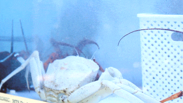 有【龙虾】有【肉蟹】的超值新年套餐，预定即赠【松鼠全鱼】，悉尼吃海鲜首选兰园！ - 6