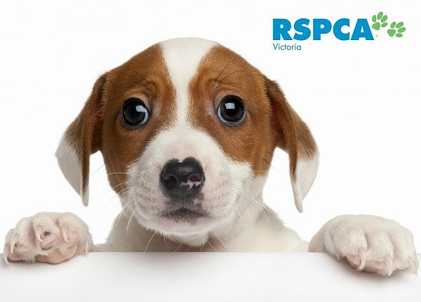 RSPCA Hearth.jpg,0