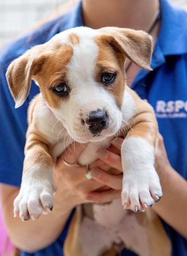 RSPCA-South-Australia.jpg,0