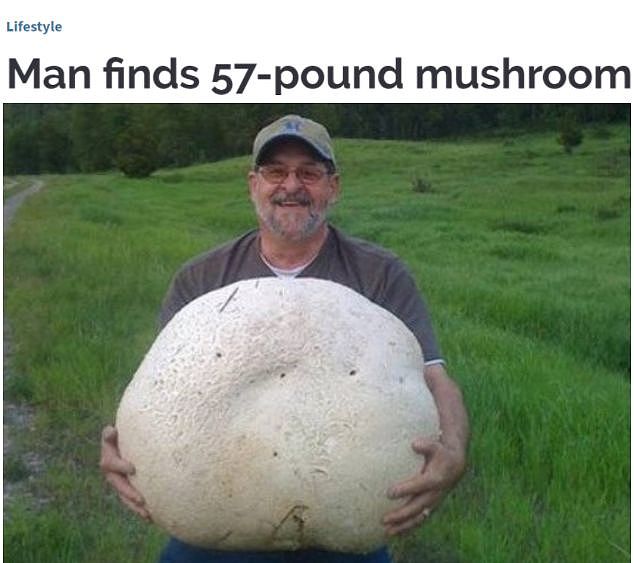 温哥华男子发现全球最大蘑菇重26公斤！价值上万（组图） - 2