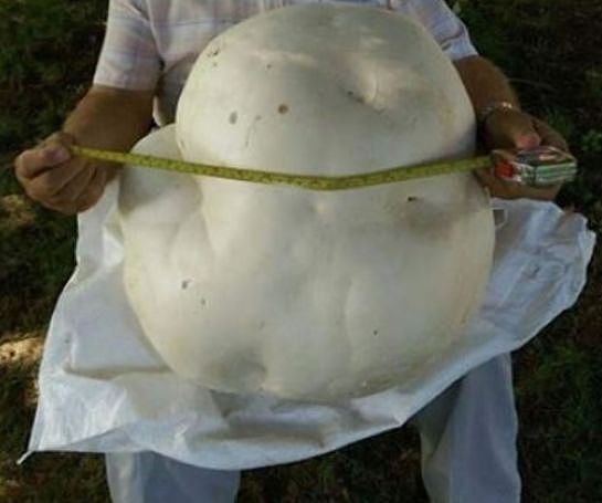 温哥华男子发现全球最大蘑菇重26公斤！价值上万（组图） - 4