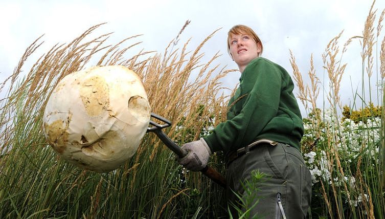温哥华男子发现全球最大蘑菇重26公斤！价值上万（组图） - 5