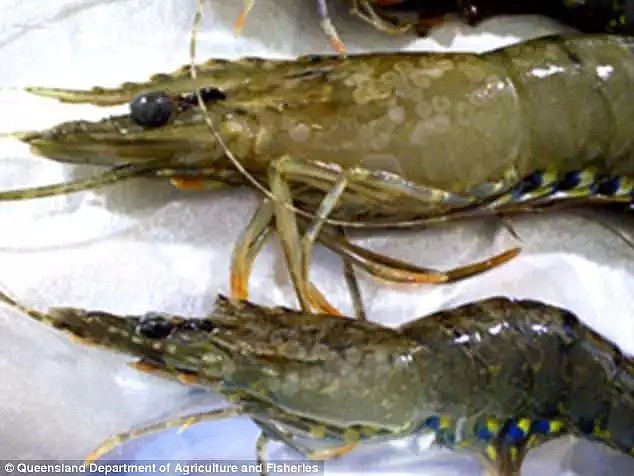 惊爆！澳洲大量虾类体内竟存在寄生虫！爱吃海鲜的华人注意，大批患者因贪吃“体内长虫”！（组图） - 11