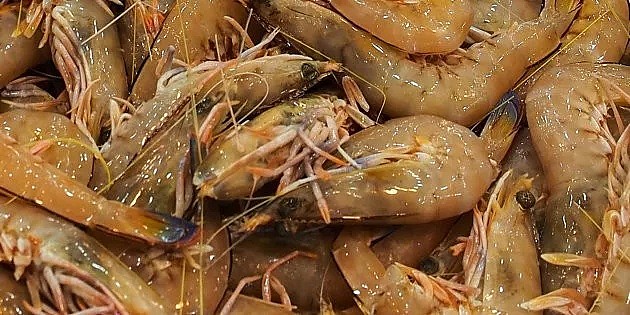 惊爆！澳洲大量虾类体内竟存在寄生虫！爱吃海鲜的华人注意，大批患者因贪吃“体内长虫”！（组图） - 12