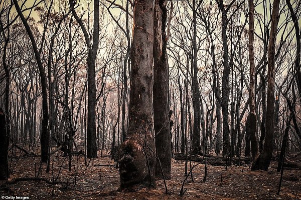 22791298-7836553-Trees_burnt_by_bushfires_stand_near_homes_The_Earth_is_scorched_-a-30_1577700241239.jpg,0