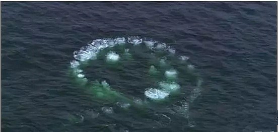【猎奇】USO目击事件，海底真有智慧生物吗？（视频/组图） - 4