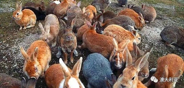 澳洲被100亿只兔子折腾了几十年，靠吃真的能解决吗？（组图） - 2