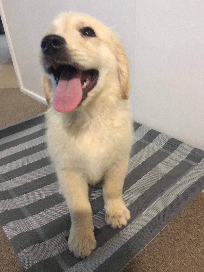 golden retriever puppy for sell 金毛狗狗