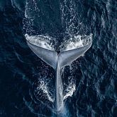 北半球的蓝鲸