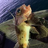 Tuna