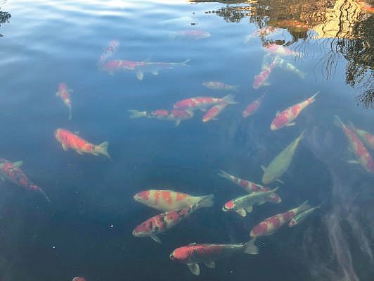 每年产值6亿元的“锦鲤村”，村民不懂“转发锦鲤”