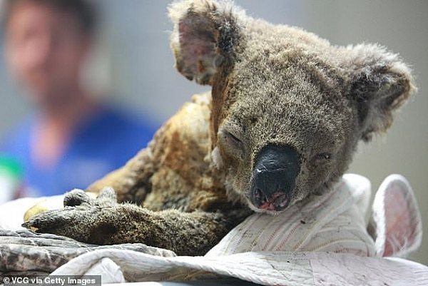 22925318-7846453-An_injured_koala_receiving_treatment_at_the_Port_Macquarie_Koala-a-2_1578001641332.jpg,0