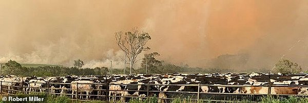 “10分钟，我家农场就被烧没了” 新州农场遭山火吞噬，奶农被迫倾倒牛奶（组图） - 1