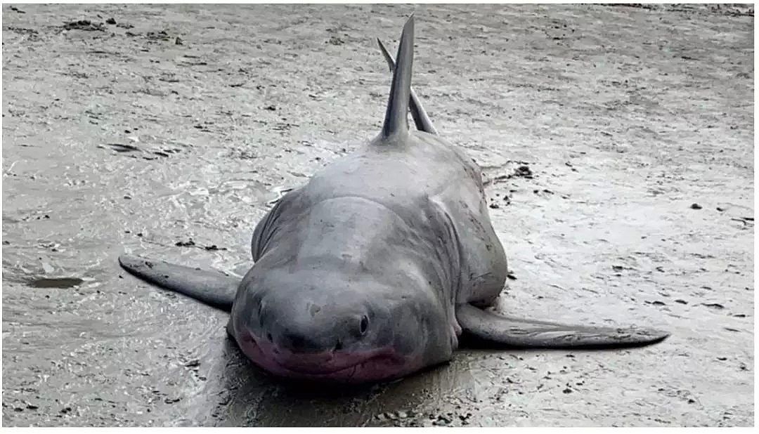 热门沙滩10天内已第3次鲨鱼来袭？剧情在第二天反转，人类竟曾这样对它（组图） - 7