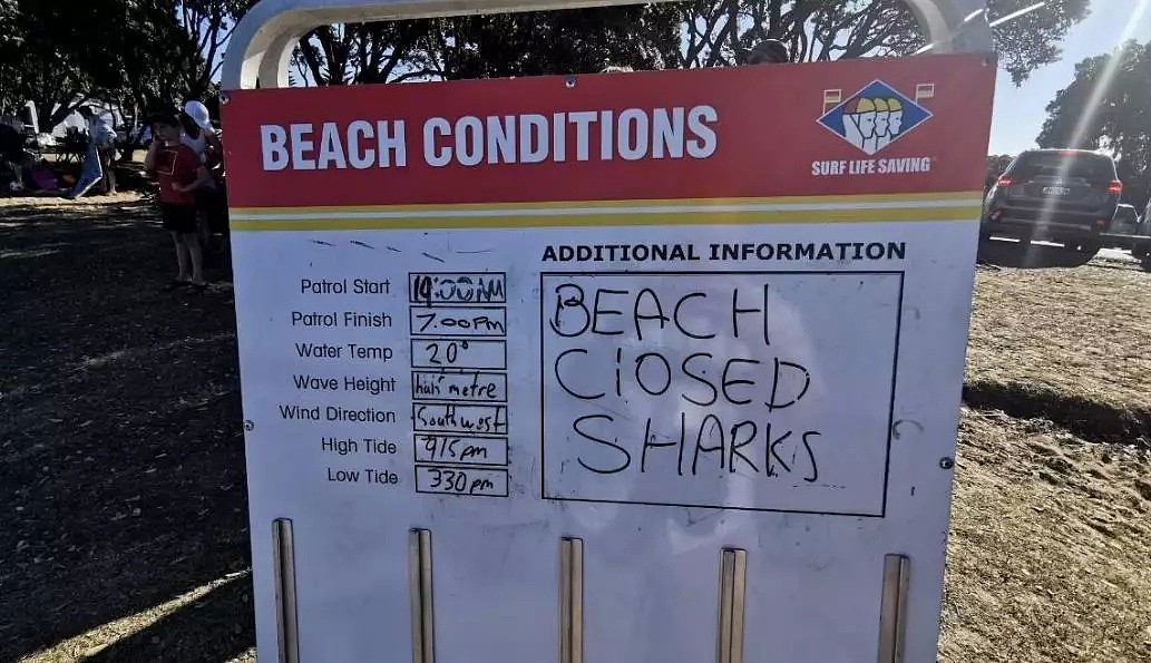 热门沙滩10天内已第3次鲨鱼来袭？剧情在第二天反转，人类竟曾这样对它（组图） - 9