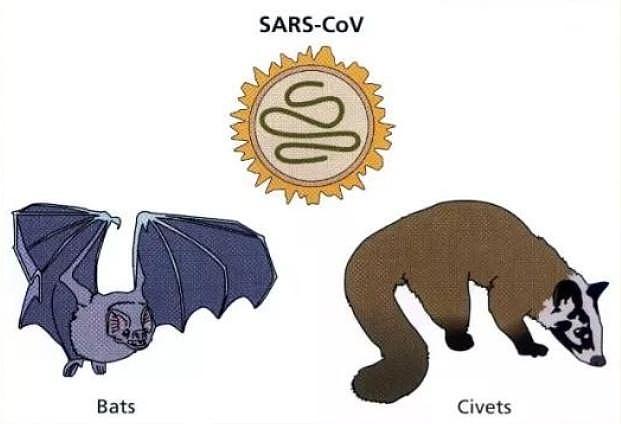 历时15年，武汉病毒所终证实“非典”SARS罪魁祸首是蝙蝠
