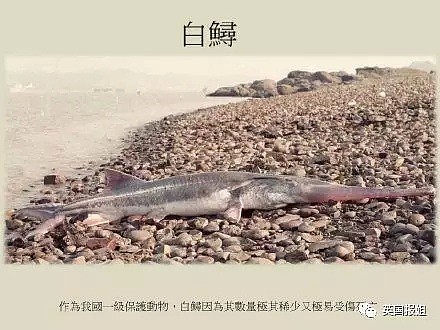 物种灭绝，长江“无鱼”，人类究竟要给地球动物带来多少伤害？！ - 18