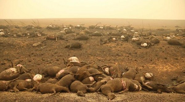 惨不忍睹！澳洲摄影师拍下令人心碎一幕：道路两旁全是动物焦尸 - 2