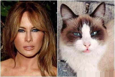 美国小猫和第一夫人梅拉尼娅撞脸 都很漂亮（组图） - 6