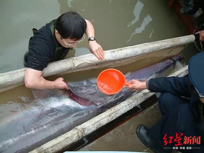 “最后的长江白鲟”目击者：3.52米长160公斤重，被救后打了一针消失（视频/组图） - 1