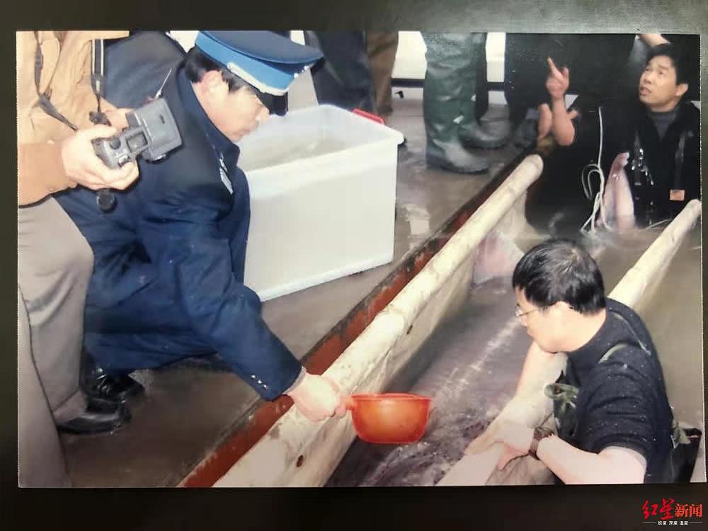 “最后的长江白鲟”目击者：3.52米长160公斤重，被救后打了一针消失（视频/组图） - 4