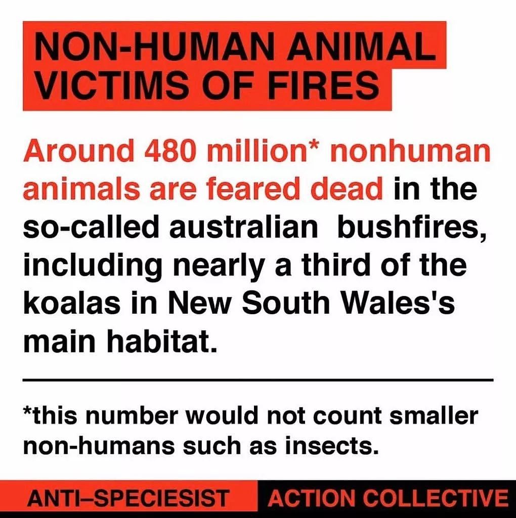 5亿只动物被烧死，新州山火全面失控！妮可基德曼落泪，华人背包客硬撑（组图） - 20