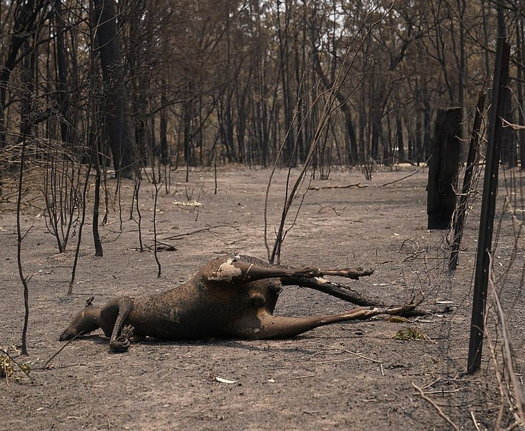 5亿只动物被烧死，新州山火全面失控！妮可基德曼落泪，华人背包客硬撑（组图） - 24