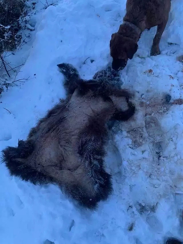 触目惊心！有人非法猎杀黑熊幼崽，凶残剥皮、遗骸满地、场面血腥...（组图） - 3
