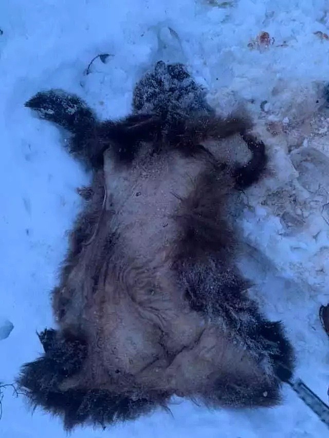 触目惊心！有人非法猎杀黑熊幼崽，凶残剥皮、遗骸满地、场面血腥...（组图） - 4