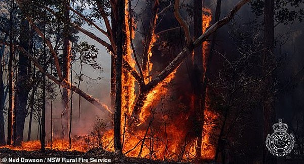 是天灾也是人祸！澳消防员发声辟谣，道出引发大火的真正原因！“气候变化不是关键”，关键是...（视频/组图） - 4