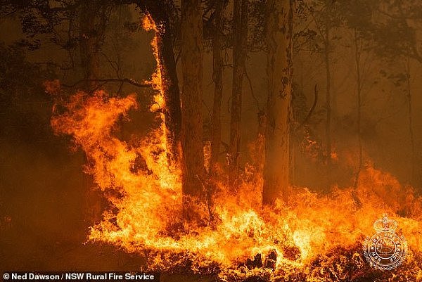 是天灾也是人祸！澳消防员发声辟谣，道出引发大火的真正原因！“气候变化不是关键”，关键是...（视频/组图） - 6