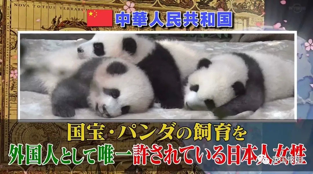 为到中国亲手养熊猫，日本妹子苦练四川话，终圆铲屎梦！（组图） - 6