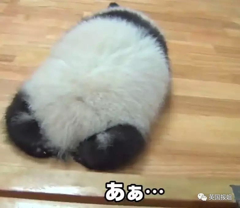 为到中国亲手养熊猫，日本妹子苦练四川话，终圆铲屎梦！（组图） - 2