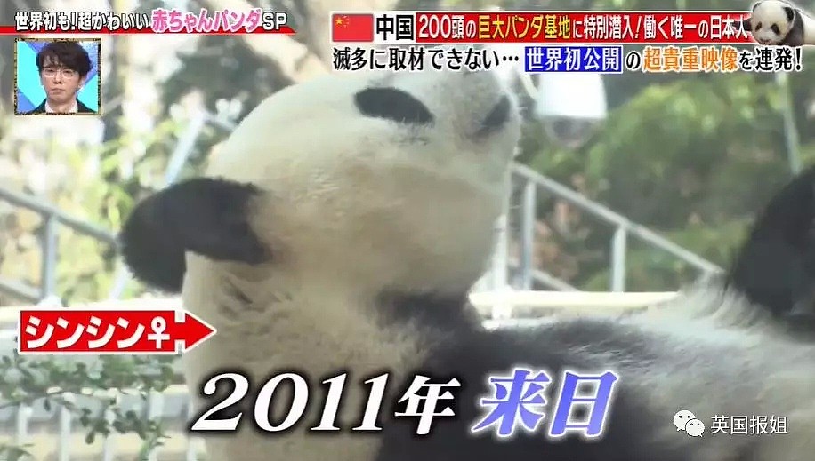 为到中国亲手养熊猫，日本妹子苦练四川话，终圆铲屎梦！（组图） - 15