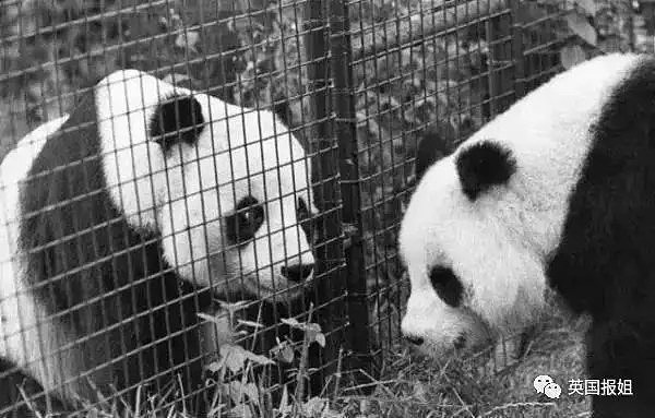 为到中国亲手养熊猫，日本妹子苦练四川话，终圆铲屎梦！（组图） - 19