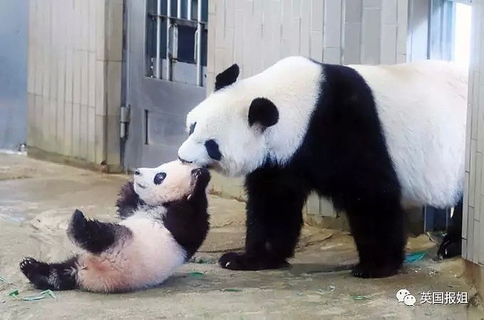 为到中国亲手养熊猫，日本妹子苦练四川话，终圆铲屎梦！（组图） - 20