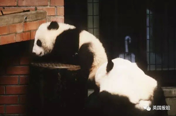 为到中国亲手养熊猫，日本妹子苦练四川话，终圆铲屎梦！（组图） - 21