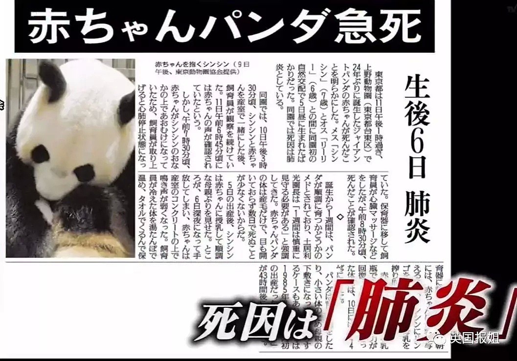 为到中国亲手养熊猫，日本妹子苦练四川话，终圆铲屎梦！（组图） - 22