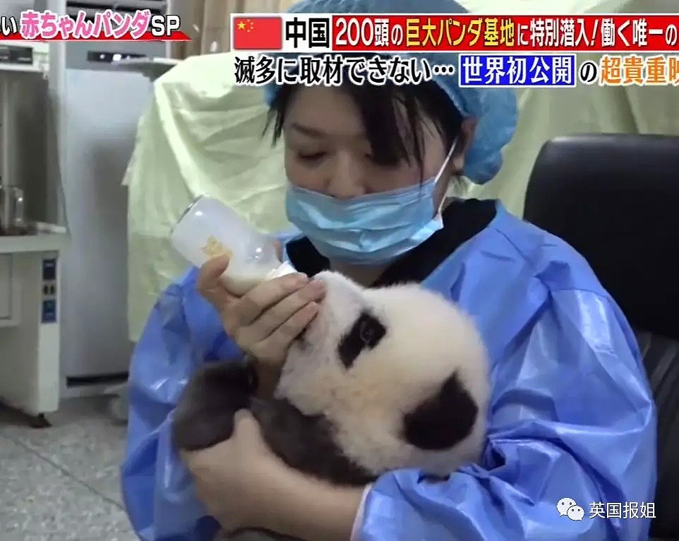 为到中国亲手养熊猫，日本妹子苦练四川话，终圆铲屎梦！（组图） - 28