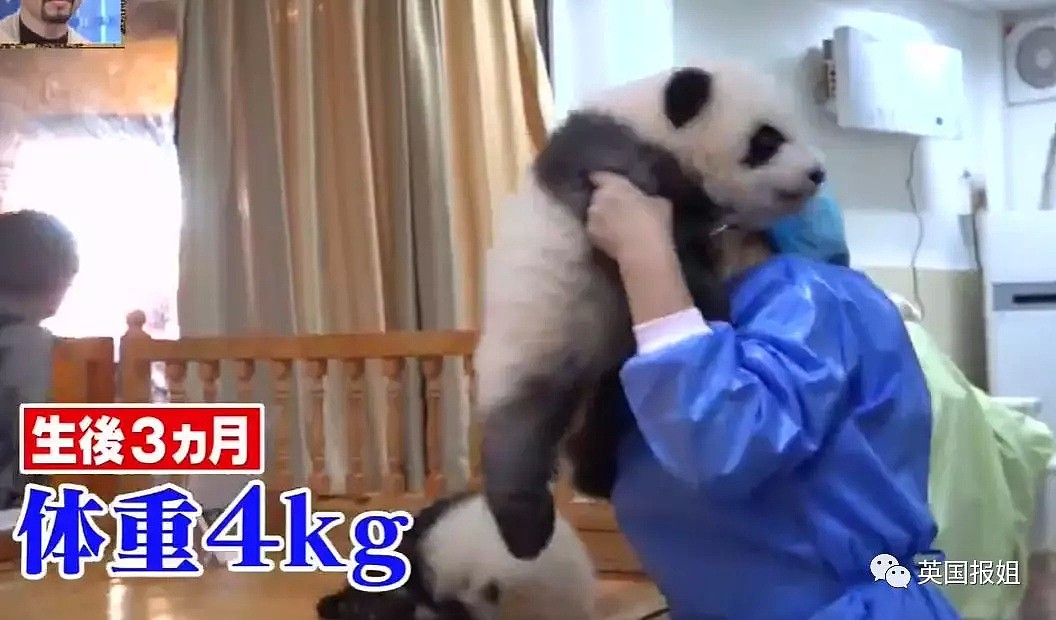 为到中国亲手养熊猫，日本妹子苦练四川话，终圆铲屎梦！（组图） - 37