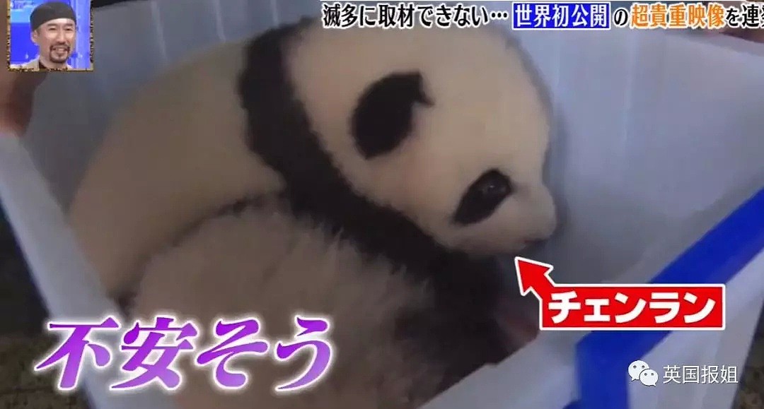 为到中国亲手养熊猫，日本妹子苦练四川话，终圆铲屎梦！（组图） - 40