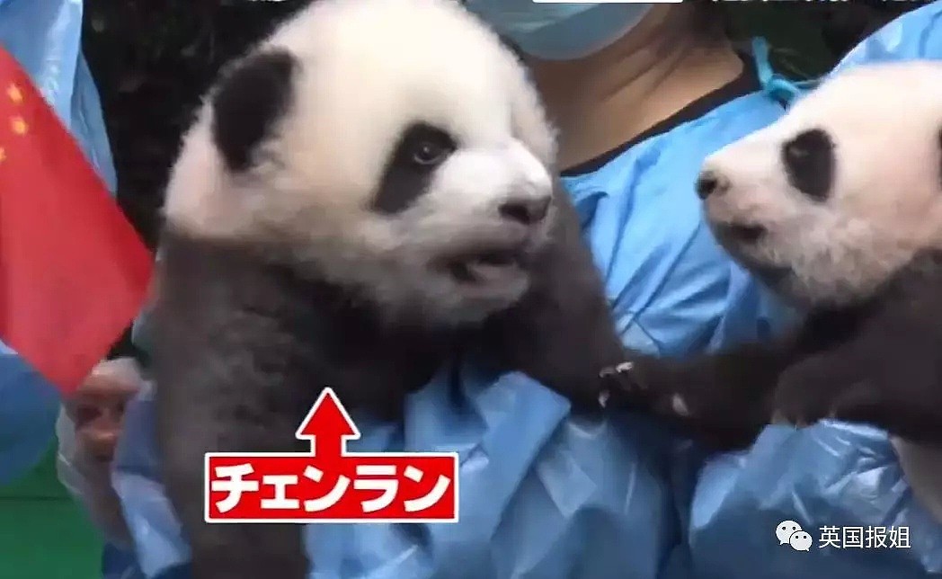 为到中国亲手养熊猫，日本妹子苦练四川话，终圆铲屎梦！（组图） - 41
