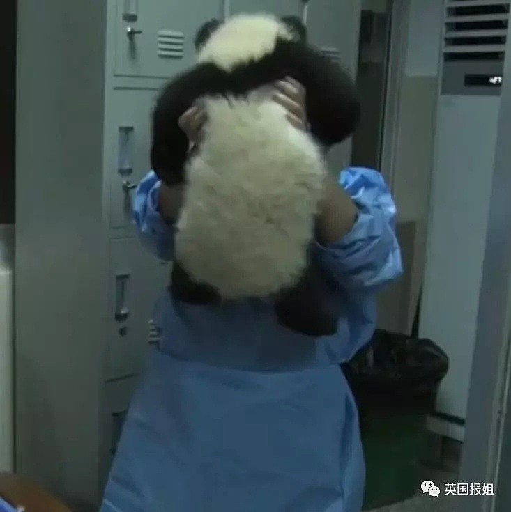 为到中国亲手养熊猫，日本妹子苦练四川话，终圆铲屎梦！（组图） - 47